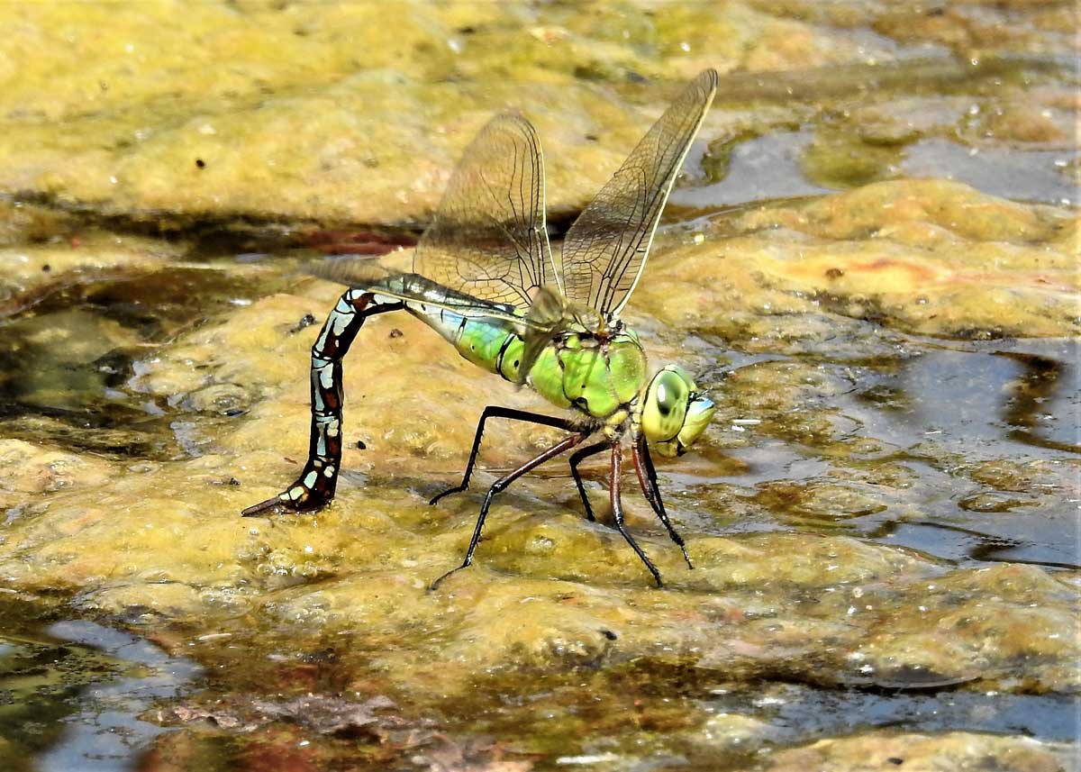 Anax_imperator